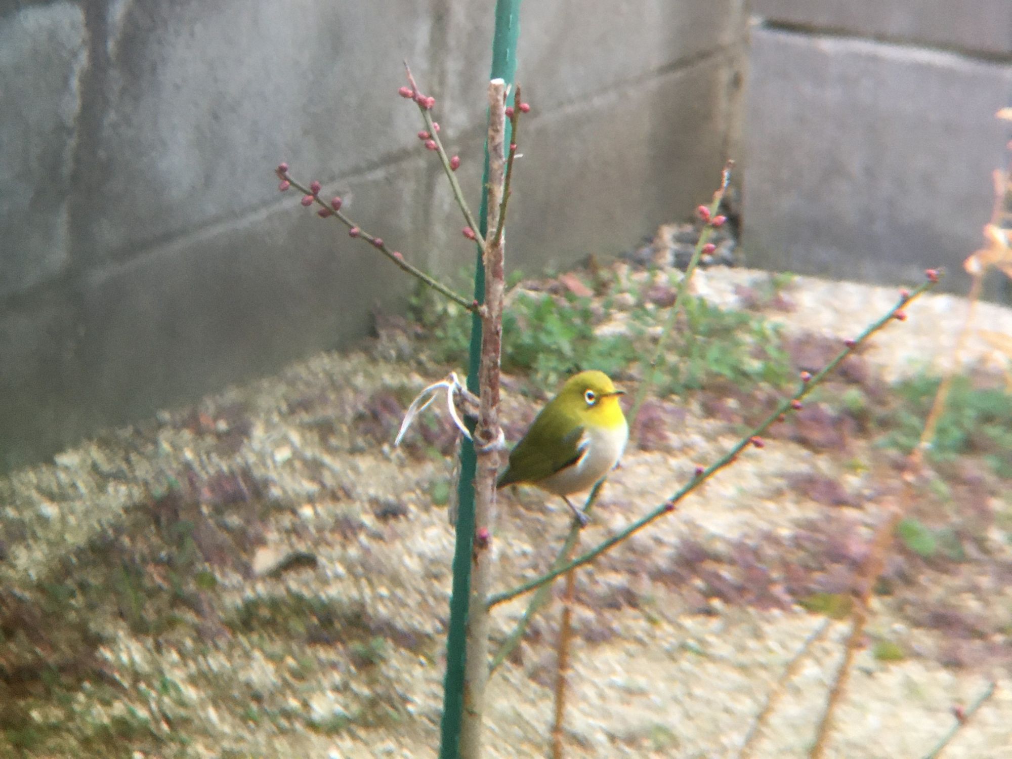 メジロと紅千鳥